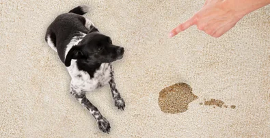 Best Pet Odor And Stain Remover For Staten Island Locals